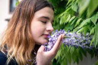 Lupine is een duurzaam plantaardig eiwit met toekomst
